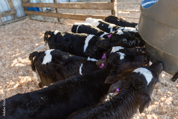Fototapeta Calves drinking milk