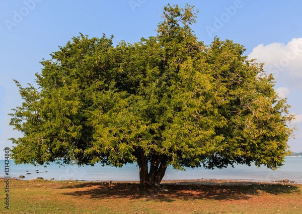 Obraz tamarind tree