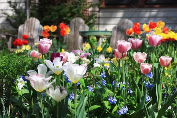 Fototapeta Tulips. Background with front yard garden bright color tulips in sunlight.