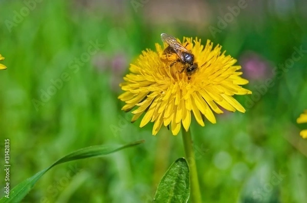 Obraz Bee on Dandelion