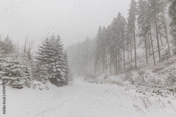Fototapeta Winter scenery with fir trees in snow blizzard