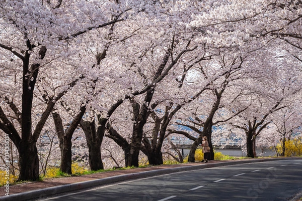 Fototapeta Beautiful cherry blossom tunnel and cherry trees on both sides of the road at the Cherry Blossom Festival in Gyeongju, South Korea.