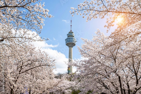 Obraz Cherry blossoms blooming in spring at E-World 83 Tower a popular tourist destination. in Daegu,South Korea.