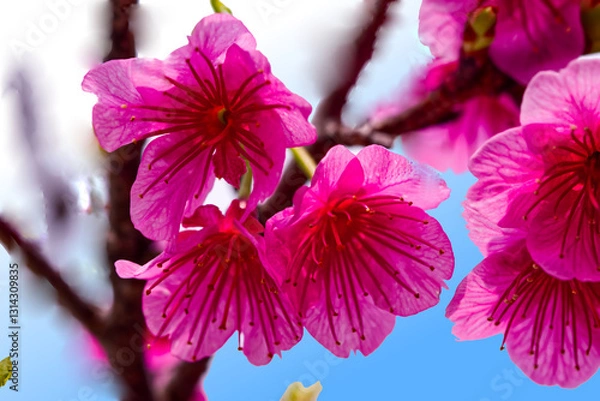 Obraz 桜のわずらい