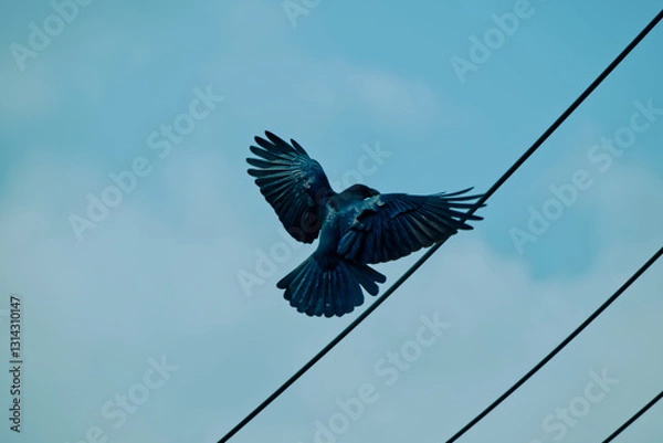 Fototapeta カラスの羽ばたき