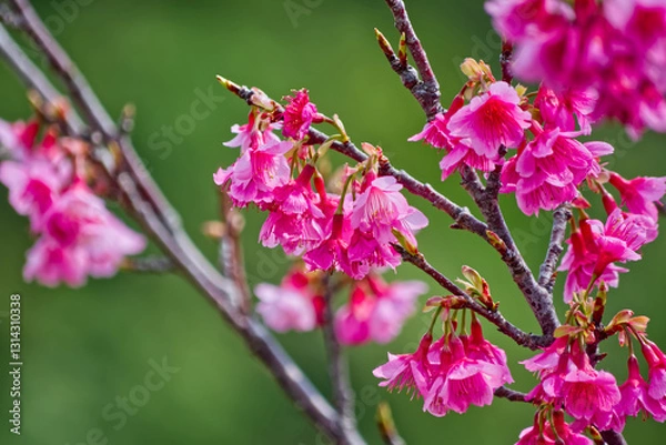 Obraz さくら咲く～！