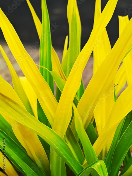 Fototapeta closeup shot of green and yellow leaves of a Crinum asiaticum or poison bulb, giant crinum lily, grand crinum lily, spider lily