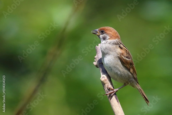 Fototapeta Feldsperling / Eurasian tree sparrow / Passer montanus