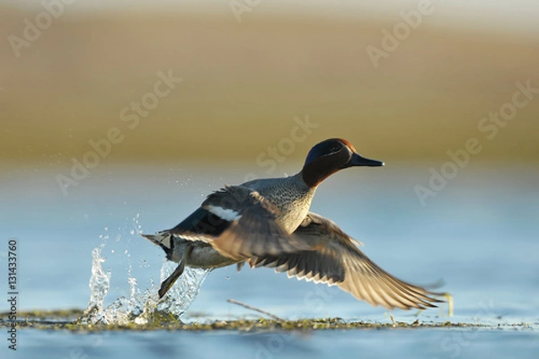 Obraz euryasian teal