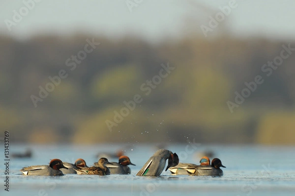 Obraz euryasian teal
