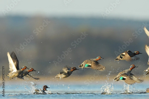 Obraz euryasian teal