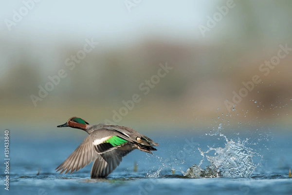 Obraz euryasian teal