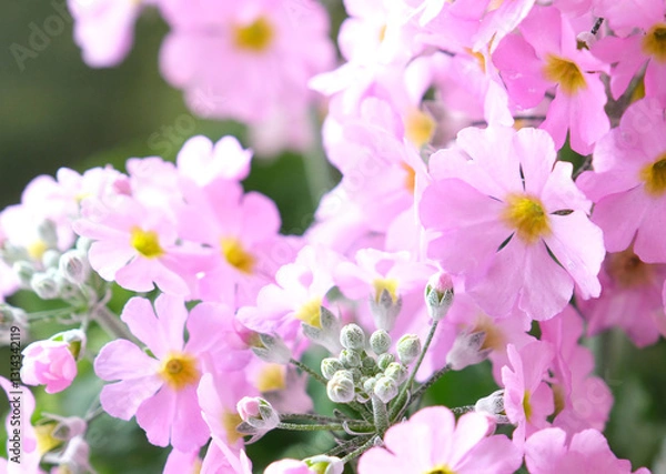 Fototapeta ピンクで春を呼ぶサクラソウ