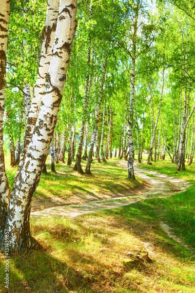 Obraz summer in sunny birch forest