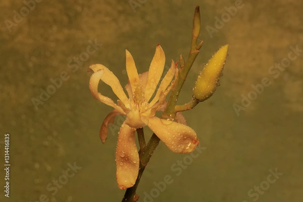 Fototapeta The beauty of magnolia flowers in full bloom in the morning. This beautiful flowering plant with a refreshing fragrance has the scientific name Magnolia champaca.