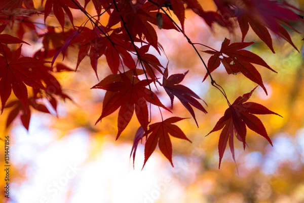 Fototapeta 日本の秋、もみじの風景　平林寺