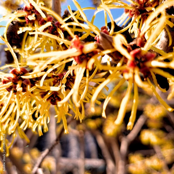 Obraz Witch Hazel in Spring