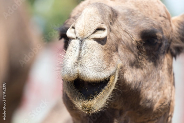 Obraz Camel in nature