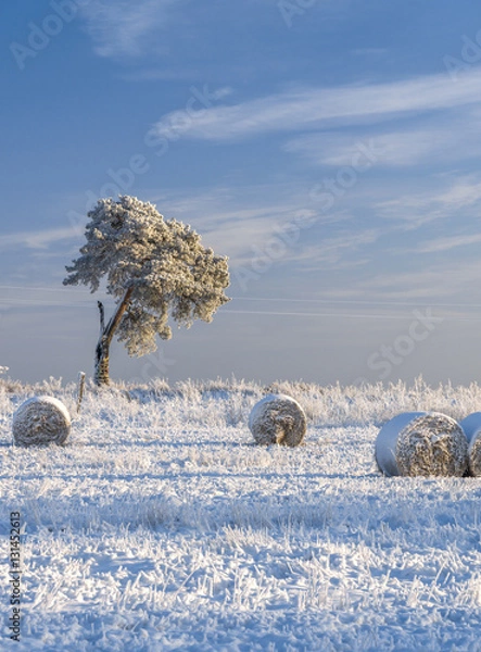 Obraz Snow covered hayfield and pine tree