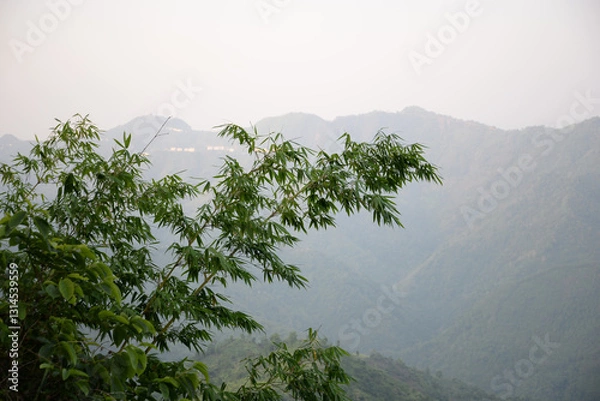 Fototapeta Natural bamboos in a cloudy hilly landscape
