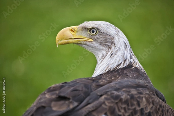 Fototapeta Golden Eagle