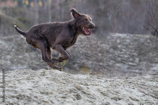 Fototapeta Pudelpointer