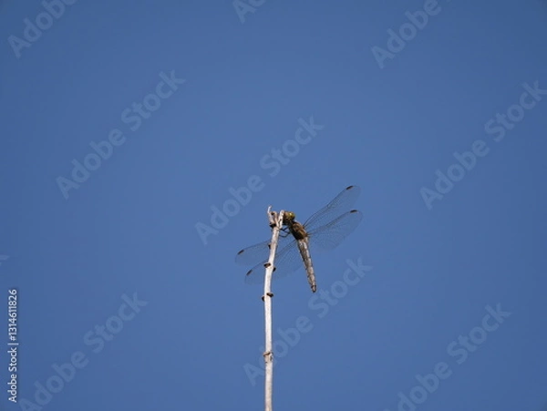 Fototapeta 枝にとまっているトンボ