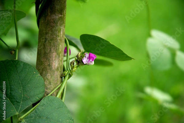 Obraz Green bean flowers blooming