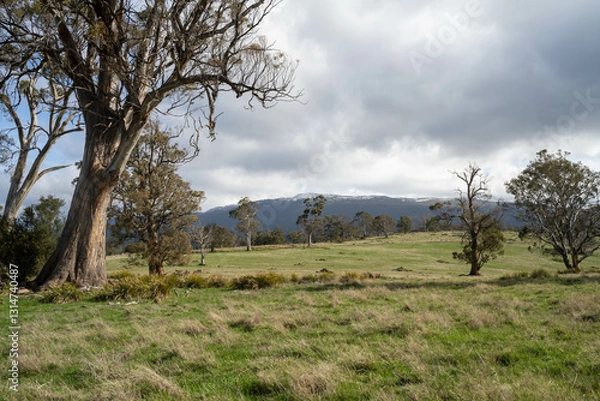 Fototapeta Stud Beef bulls and cows grazing on grass in a field, in Australia. breeds include speckle park, murray grey, angus, brangus and wagyu.
