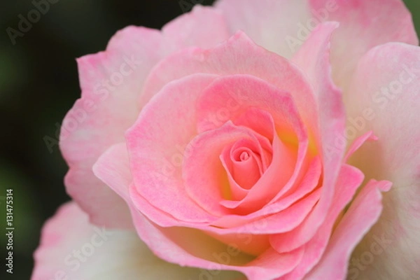 Fototapeta 薔薇（マチルダ）