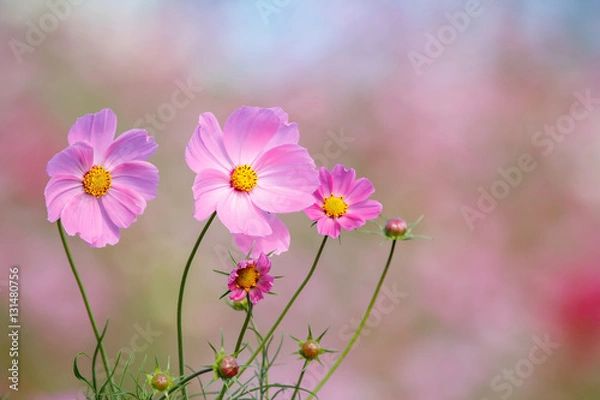 Fototapeta コスモス畑＠長崎県諫早市白木峰