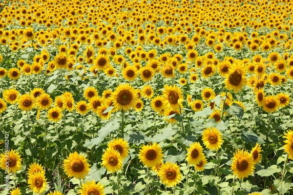 Fototapeta ひまわり畑