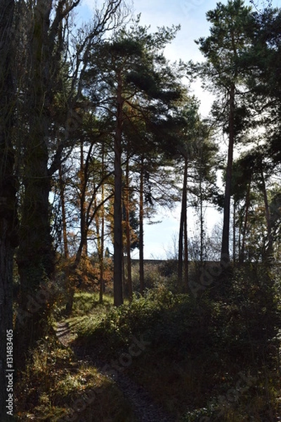 Obraz Árboles y bosques.