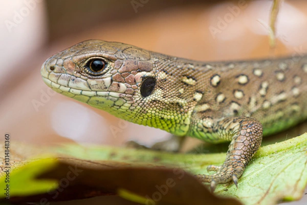 Obraz Close-up of a subadult sand lizard