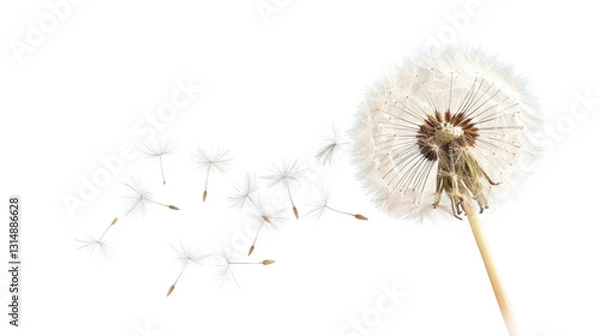 Fototapeta Dandelion seeds blowing in the wind on transparent background