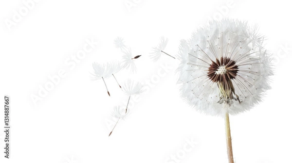 Fototapeta Dandelion seeds blowing in the wind on transparent background