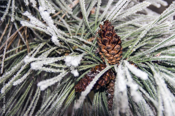 Fototapeta Pine tree branch and cones covered in frost