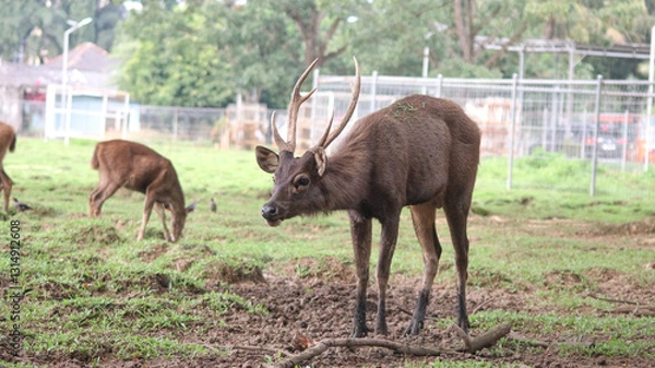 Fototapeta Male Bawean deer, Axis kuhlii also known as kuhl's hog deer or Bawean hog deer. Endemic species from Indonesia with critically endangered status.