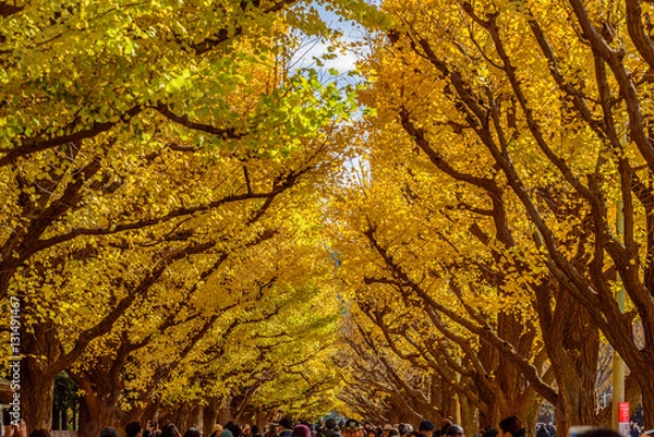 Obraz 神宮外苑の銀杏