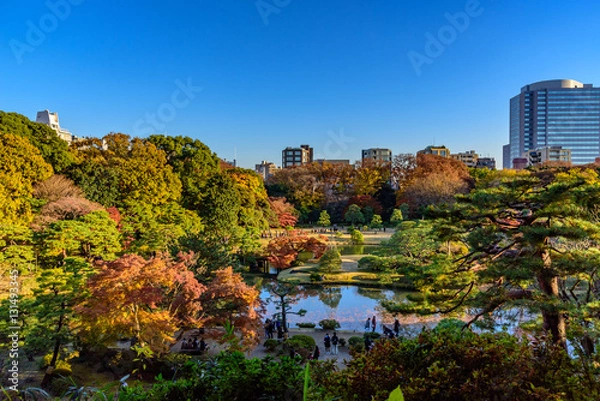 Fototapeta 六義園の紅葉