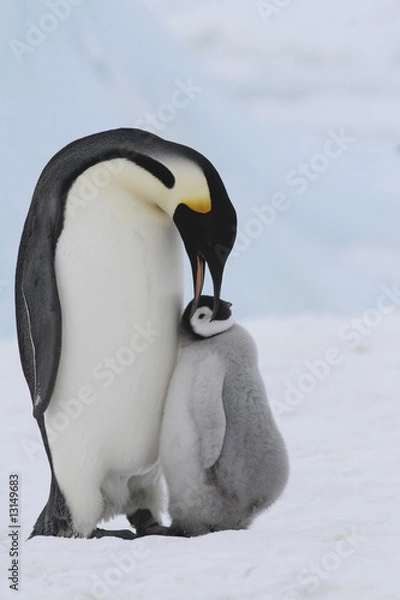 Obraz Emperor penguins