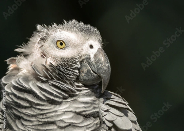 Fototapeta Grey Parrot (Psittacus erithacus), native to the dense forests of Central and West Africa
