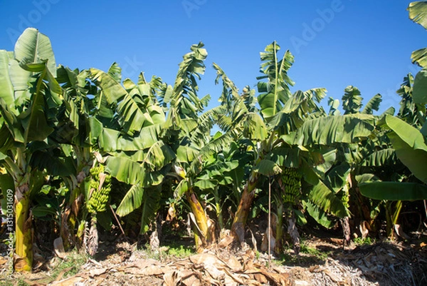 Fototapeta Banana tree with bunch of growing ripe green bananas