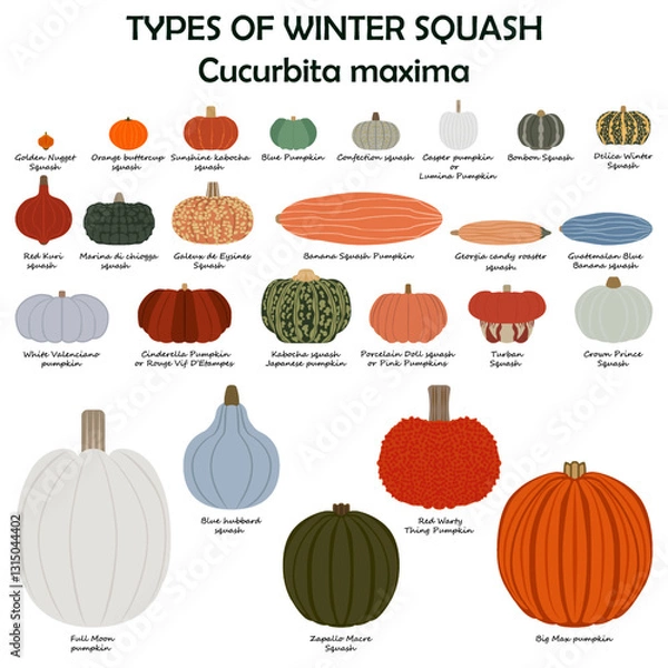 Fototapeta Types of winter squash. Cucurbita maxima. Cucurbitaceae. Fruits and vegetables. Isolated vector illustration. Flat style