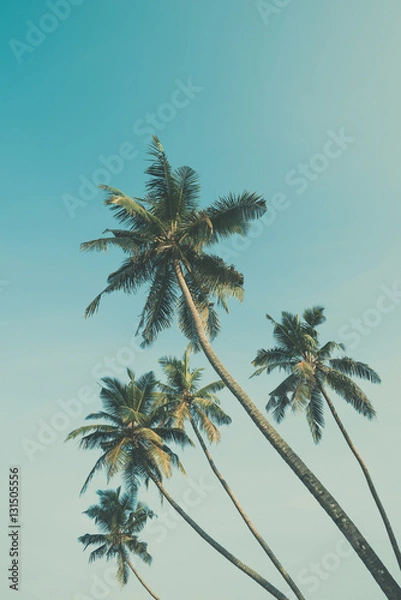 Fototapeta Palm trees vintage color stylized