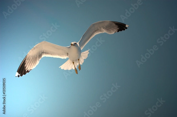 Obraz Möwe im Abendlicht