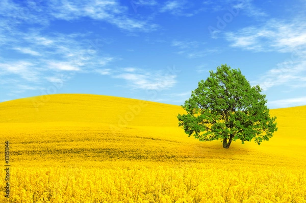 Fototapeta Green tree in yellow rape field