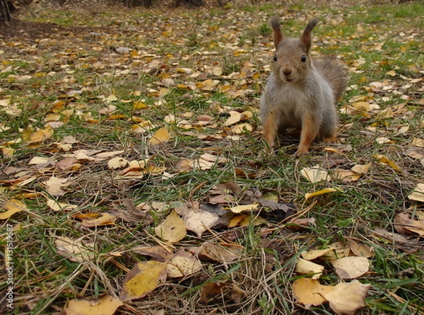 Obraz Cute squirrel in forest