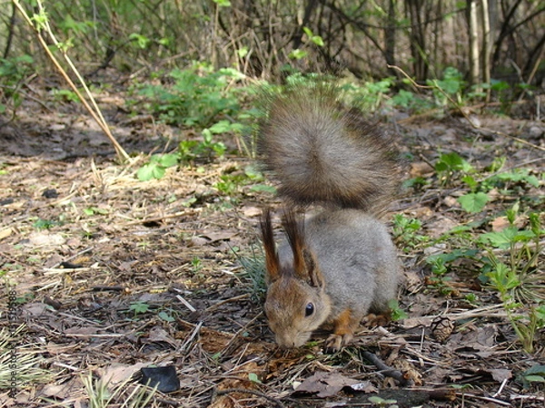 Obraz Gray squirrel in forest