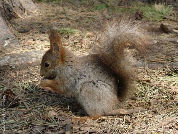 Obraz Gray squirrel